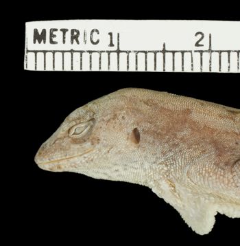 Media type: image;   Herpetology R-28759